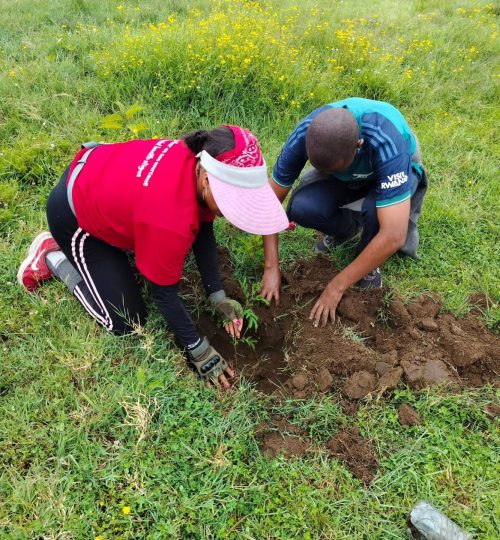 planting during summit